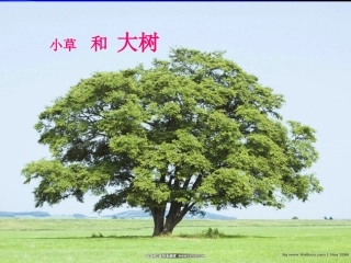 小草和大啊啊树