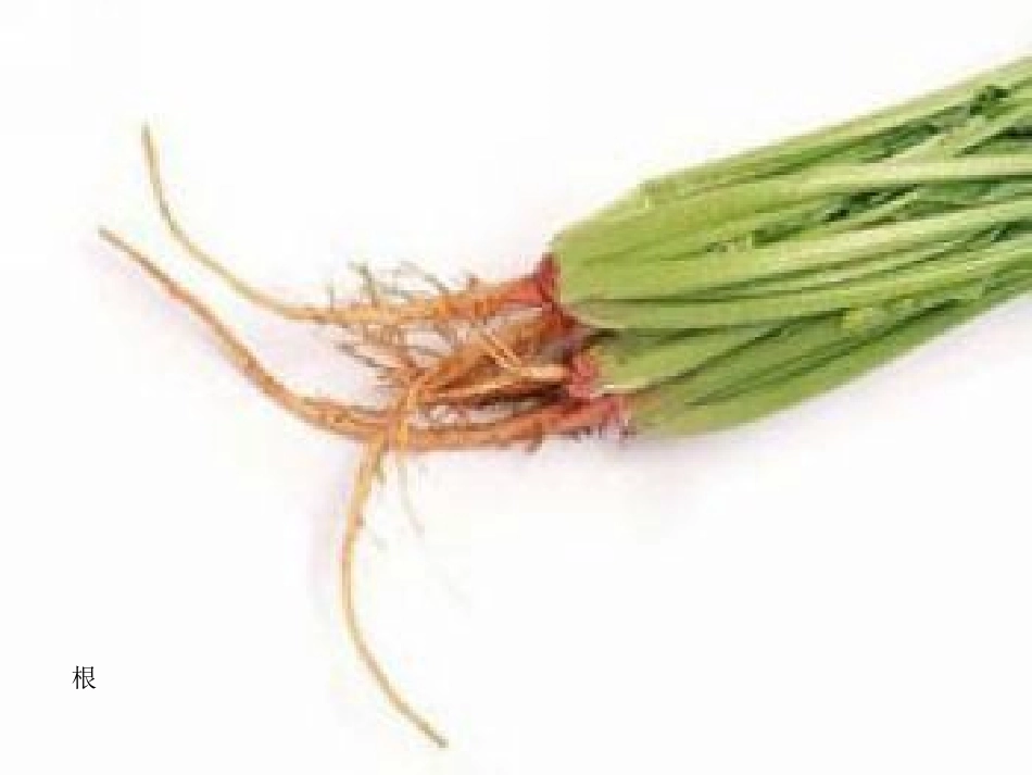 中班健康活动《好吃的芹菜》_第3页