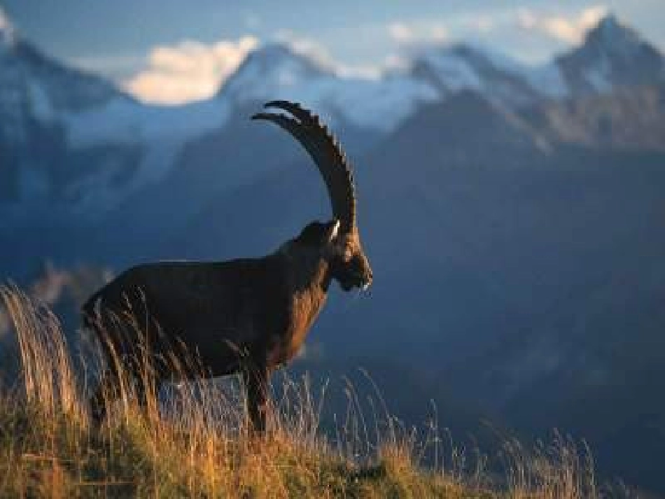 斑羚飞渡课件_第1页