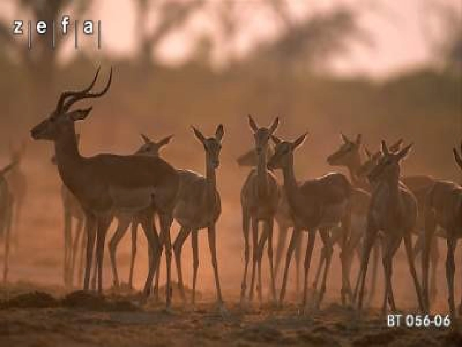 斑羚飞渡课件_第2页