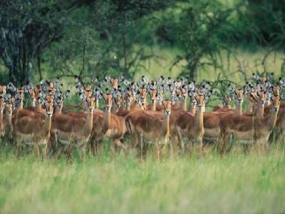 斑羚飞渡课件_第3页