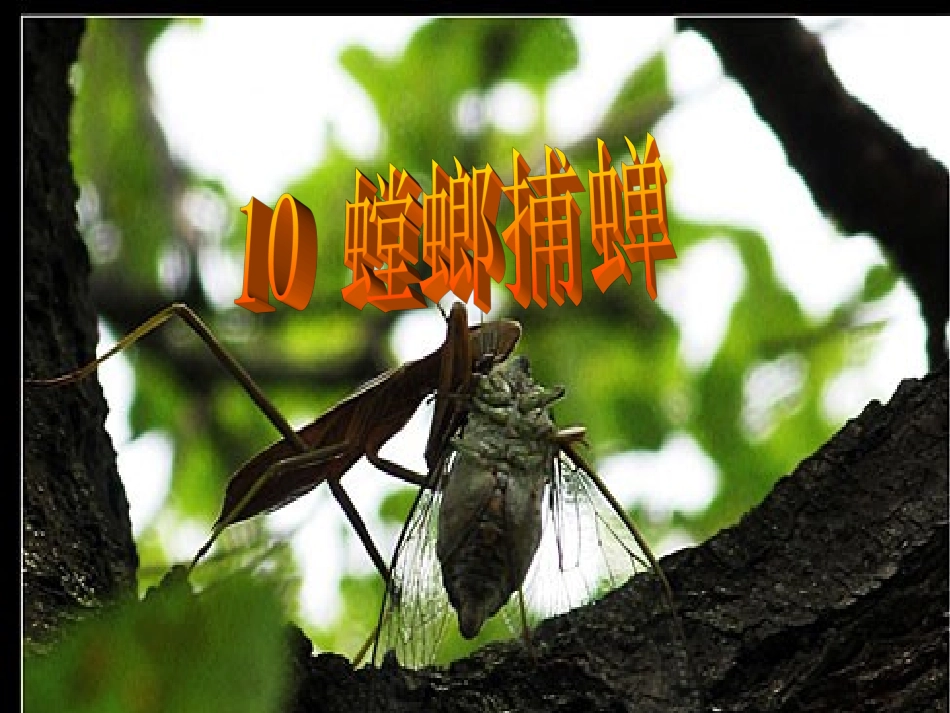 螳螂捕蝉(课件)_第1页