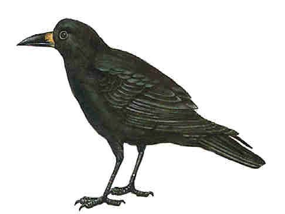 （中小学精品）《乌鸦喝水》_第1页