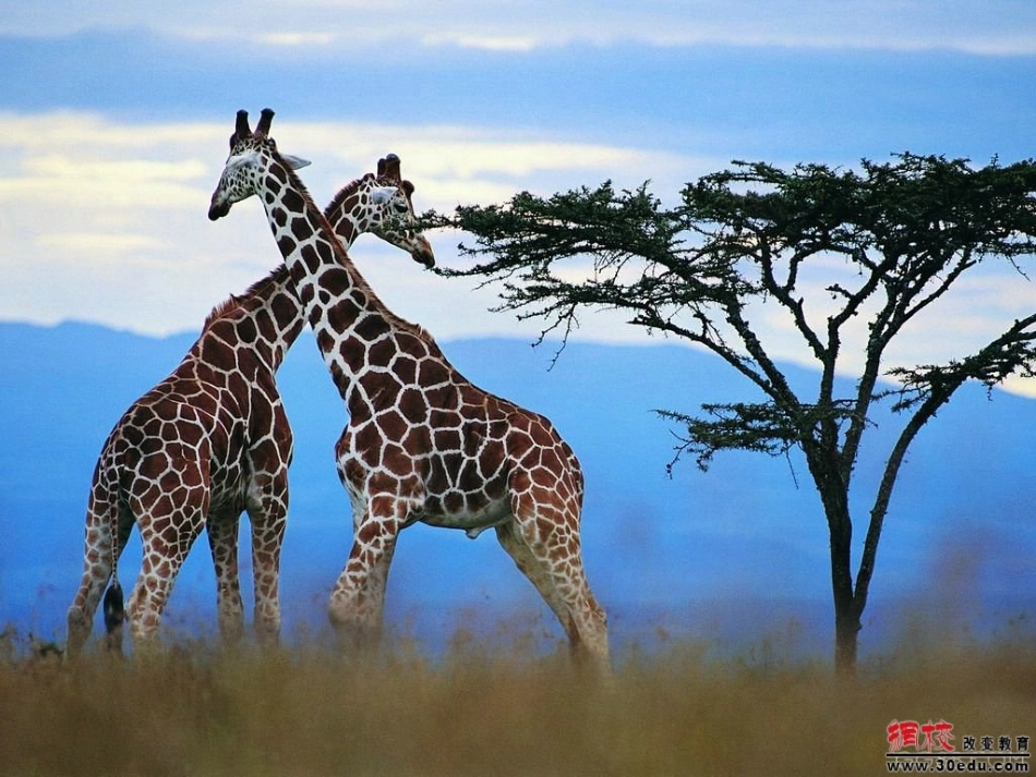 《我和动物交朋友》课件_第2页