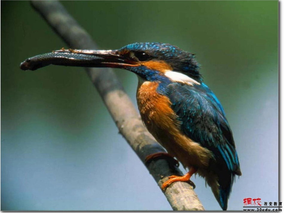 《我和动物交朋友》课件_第3页