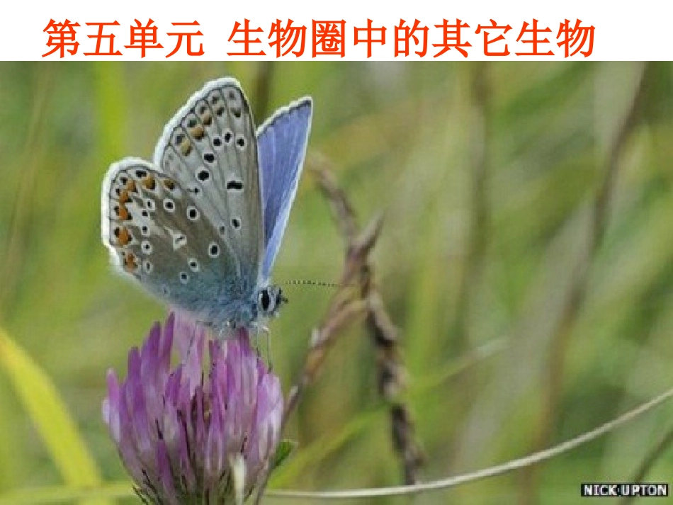 八年级上册生物第一节_腔肠动物和扁形动物课件_第1页