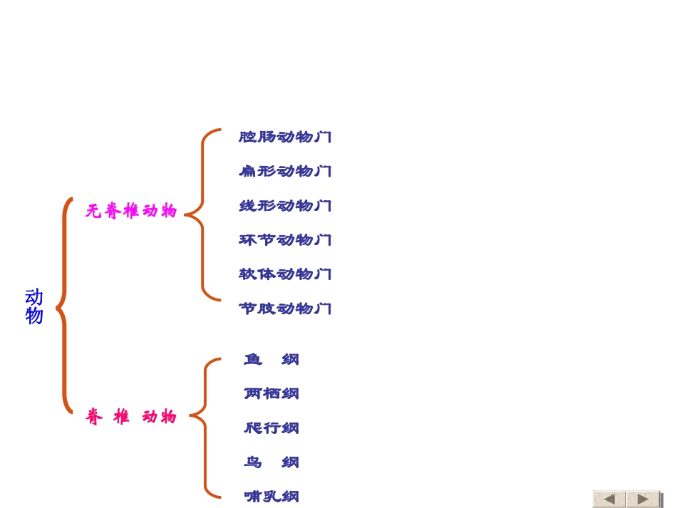 八年级上册生物第一节_腔肠动物和扁形动物课件_第3页