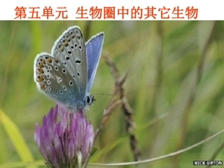 八年级上册生物第一节_腔肠动物和扁形动物课件