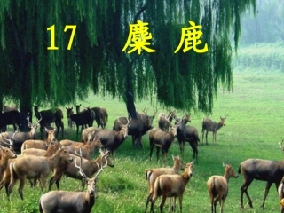 （中小学精品）苏教版六上麋鹿课件