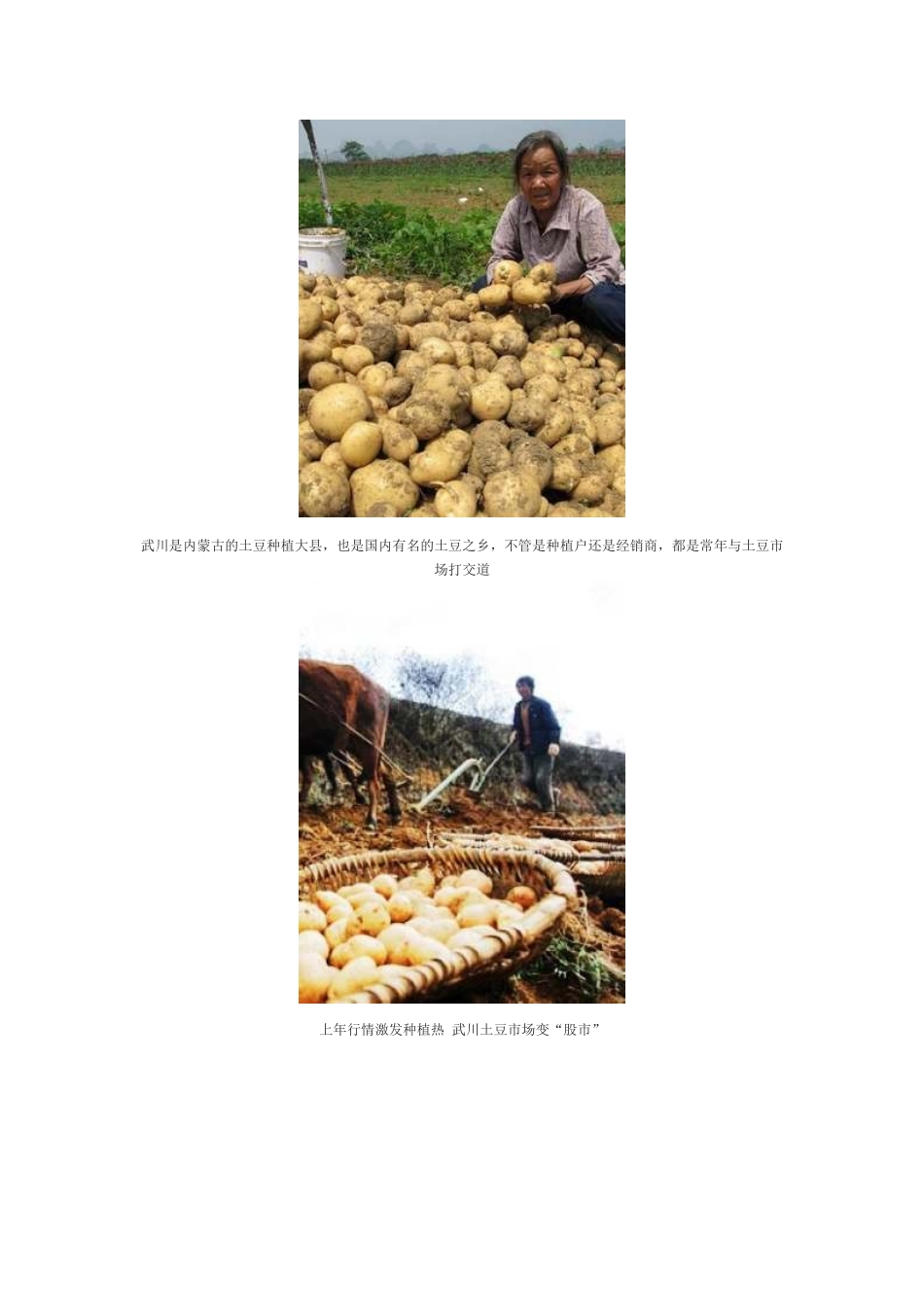 内蒙古马铃薯遭遇销售难_第3页
