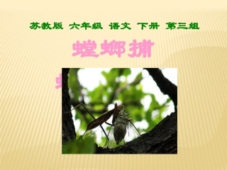 张娟螳螂捕蝉