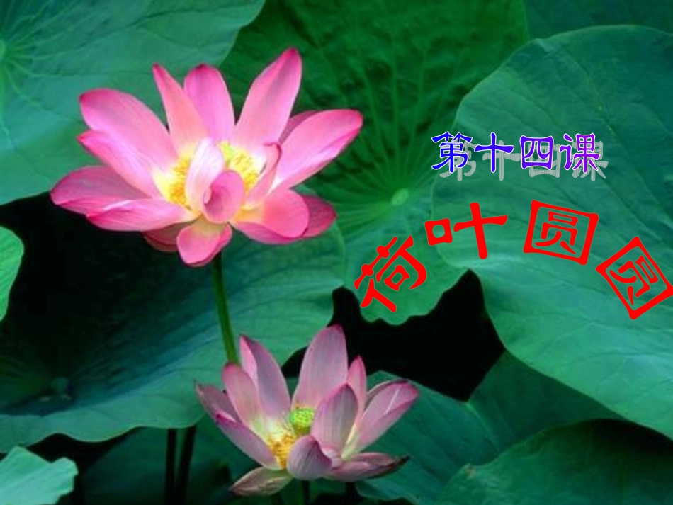 一年级语文下册_荷叶圆圆_PPT课件_第1页