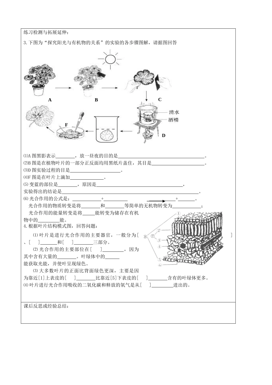 江苏省徐州市王杰中学七年级生物下册《5.1 植物的光合作用》导学案 苏科版_第3页