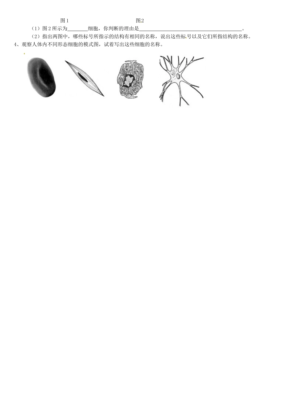 天津市小站第一中学七年级生物上册 2.1.3 观察动物细胞导学案（无答案） 新人教版_第2页