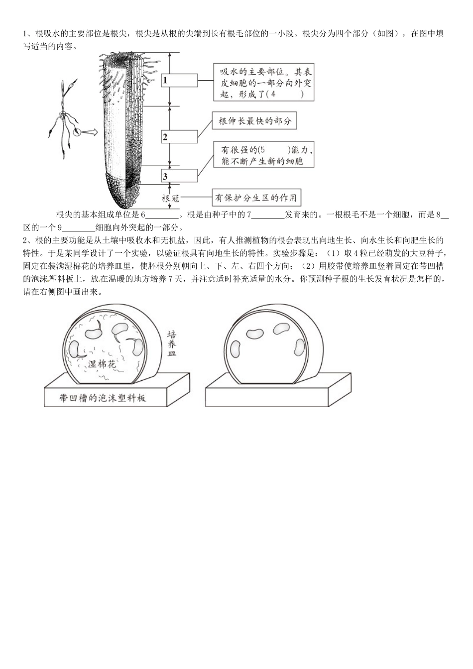 天津市小站第一中学七年级生物上册 3.2.2 植株的生长导学案（无答案） 新人教版_第2页
