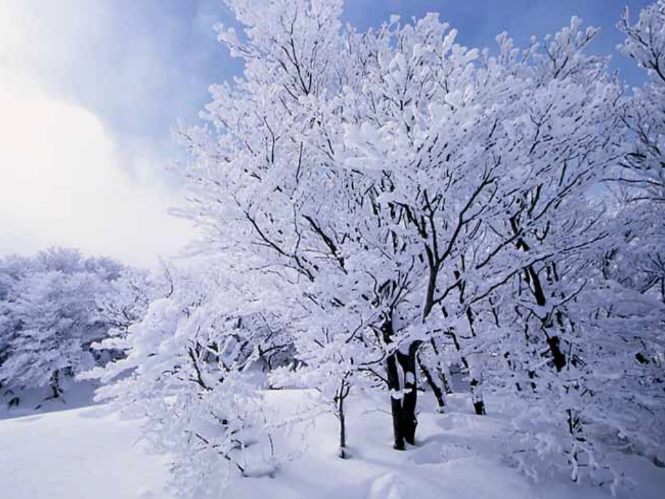 七年级语文上册《济南的春天》教案 人教版_第1页