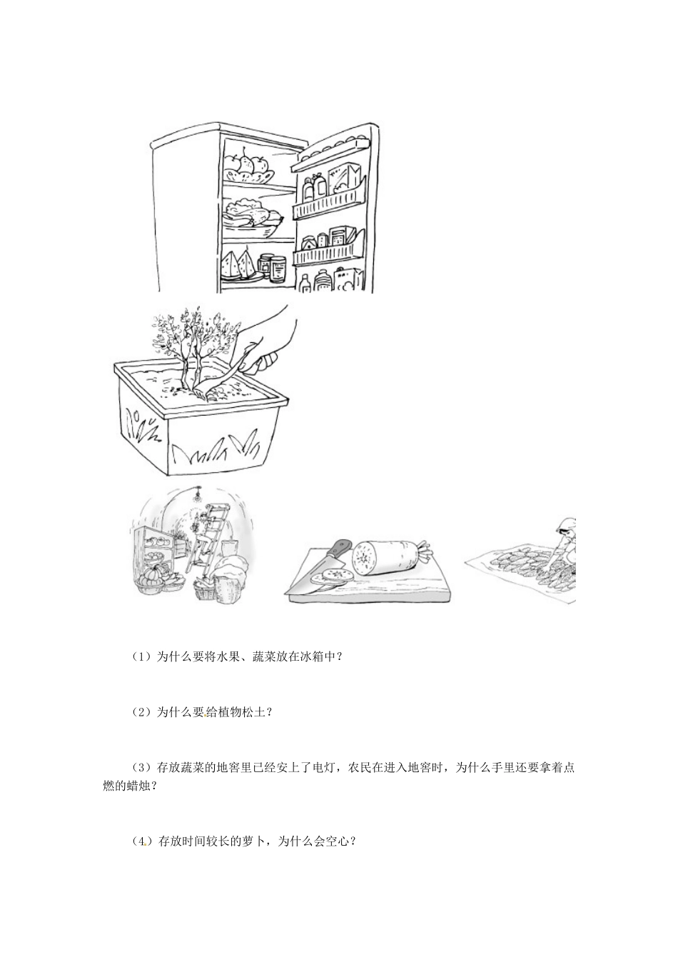 天津市小站第一中学七年级生物上册 3.4.2 绿色植物对有机物的利用同步练习 新人教版_第3页