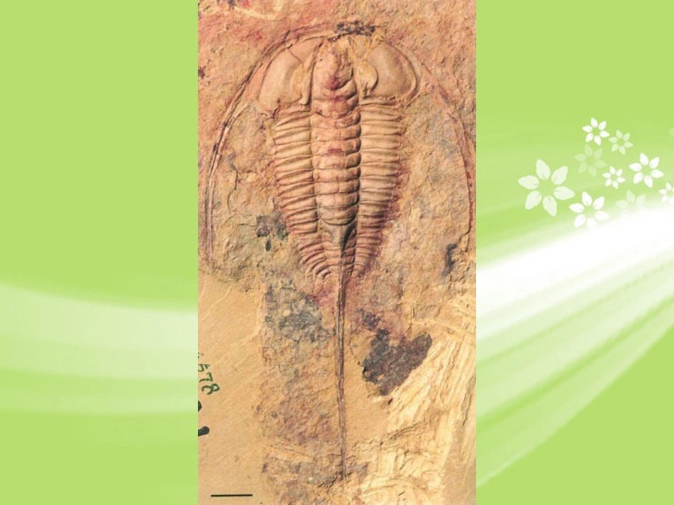 甘肃省会宁县新添回民中学八年级生物下册《生物进化的历程》课件1 苏教版_第2页