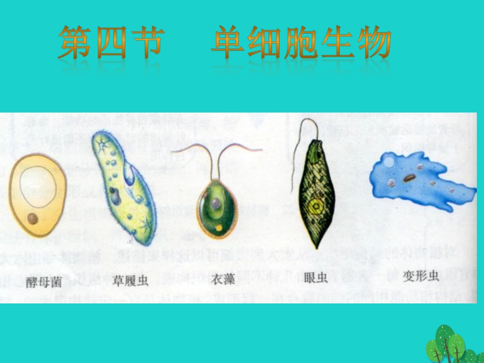 广东省东莞市南城阳光实验中学七年级生物上册 第二单元 第二章 第四节 单细胞生物——观察单细胞生物实验课件 （新版）新人教版_第2页