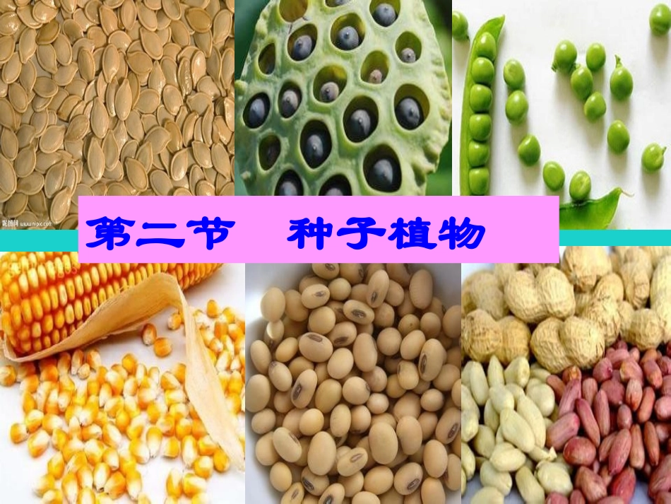 广东省东莞市虎门外语学校七年级生物上册 第三单元 第一章 第二节 种子植物课件 （新版）新人教版_第2页