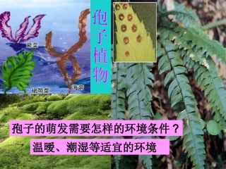 广东省东莞市虎门外语学校七年级生物上册 第三单元 第一章 第二节 种子植物课件 （新版）新人教版