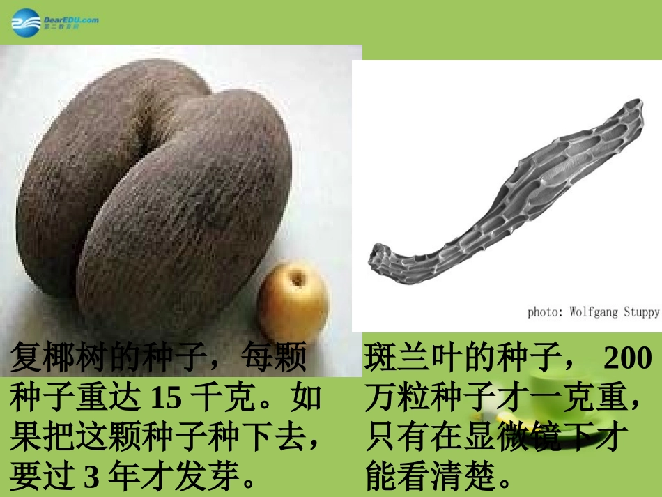 甘肃省嘉峪关市第六中学七年级生物上册 第三单元 第二节 种子植物公开课课件 （新版）新人教版_第3页