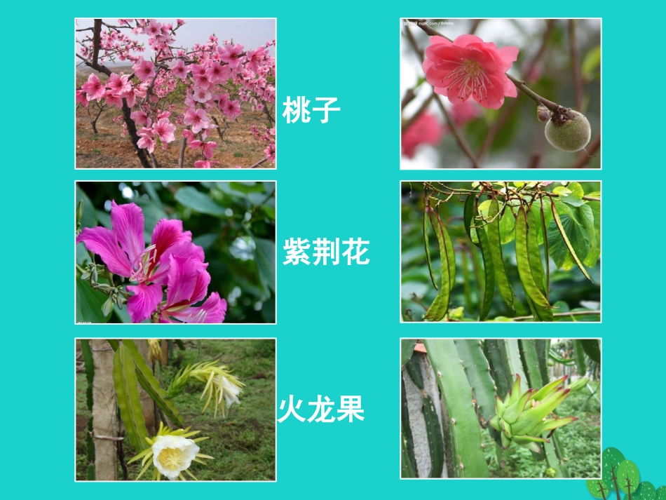 广东省东莞市东莞南城中学七年级生物上册 第三单元 第二章 第三节 开花和结果课件 （新版）新人教版_第2页