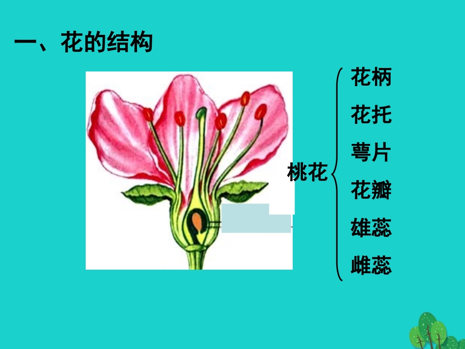 广东省东莞市东莞南城中学七年级生物上册 第三单元 第二章 第三节 开花和结果课件 （新版）新人教版_第3页