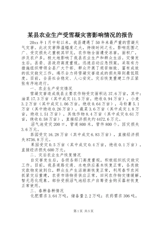 某县农业生产受雪凝灾害影响情况的报告 