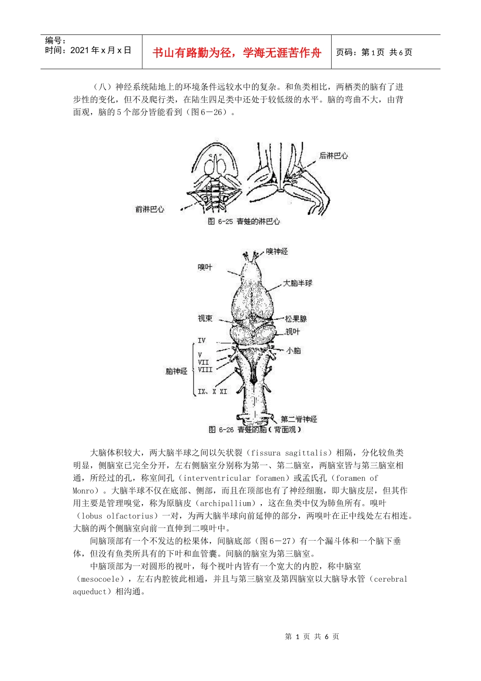 （八）神经系统陆地上的环境条件远较水中的复杂_第1页