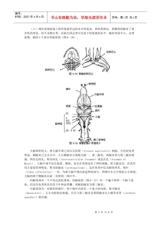 （八）神经系统陆地上的环境条件远较水中的复杂