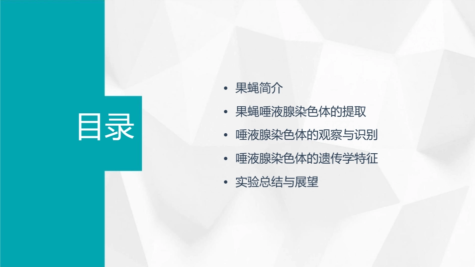 果蝇唾液腺染色体观察课件_第2页