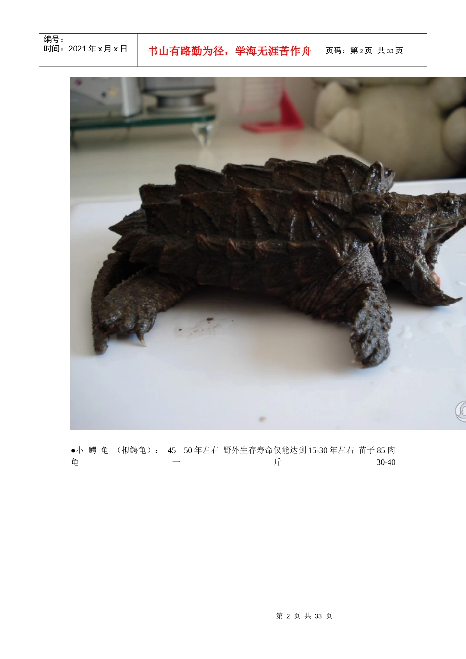 宠物龟寿命及价格_第2页