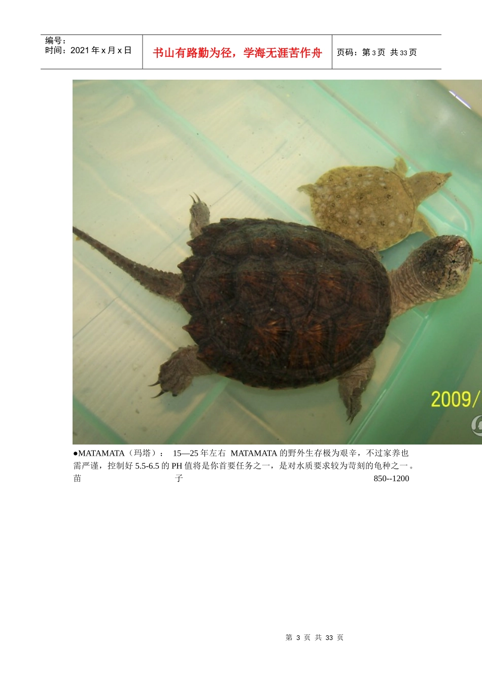 宠物龟寿命及价格_第3页