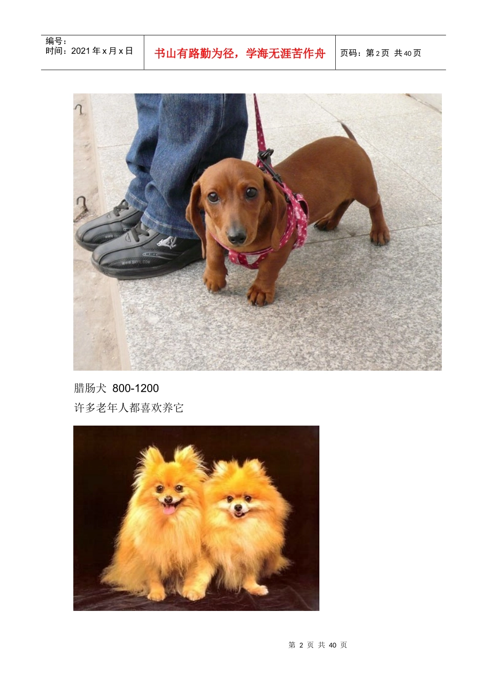 各种狗狗市场价格_第2页