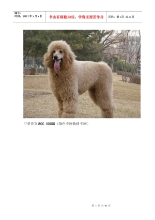 各种狗狗市场价格