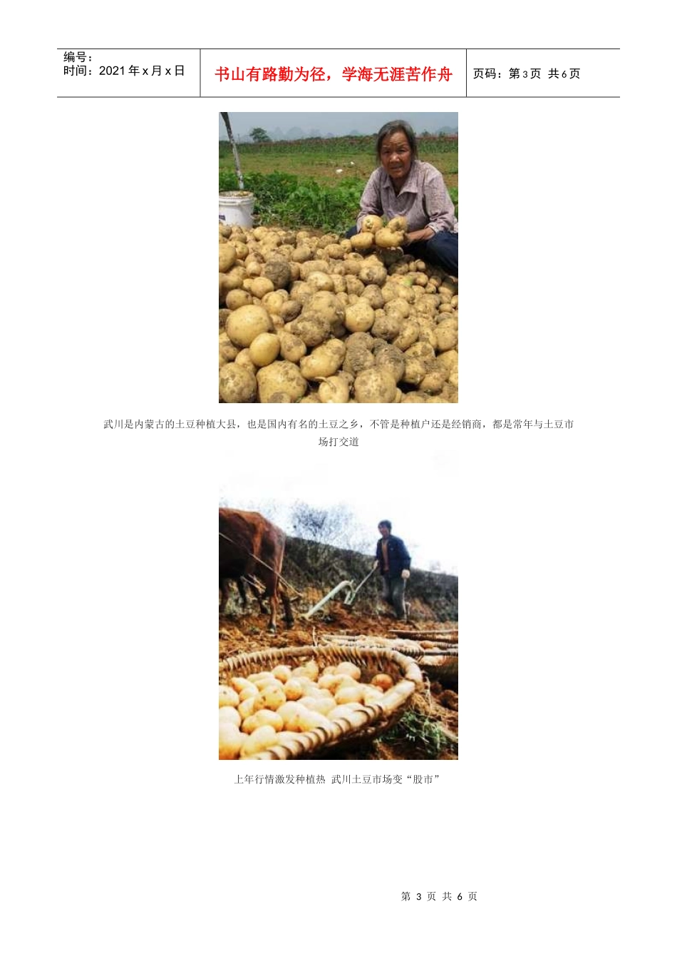 内蒙古马铃薯遭遇销售难_第3页