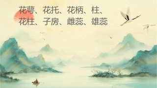 花萼花托花柄柱头花柱子房雌蕊雄蕊课件