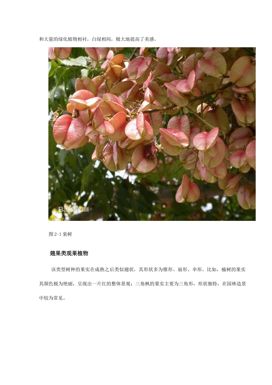 园林观果植物的观赏价值及其应用 _第2页
