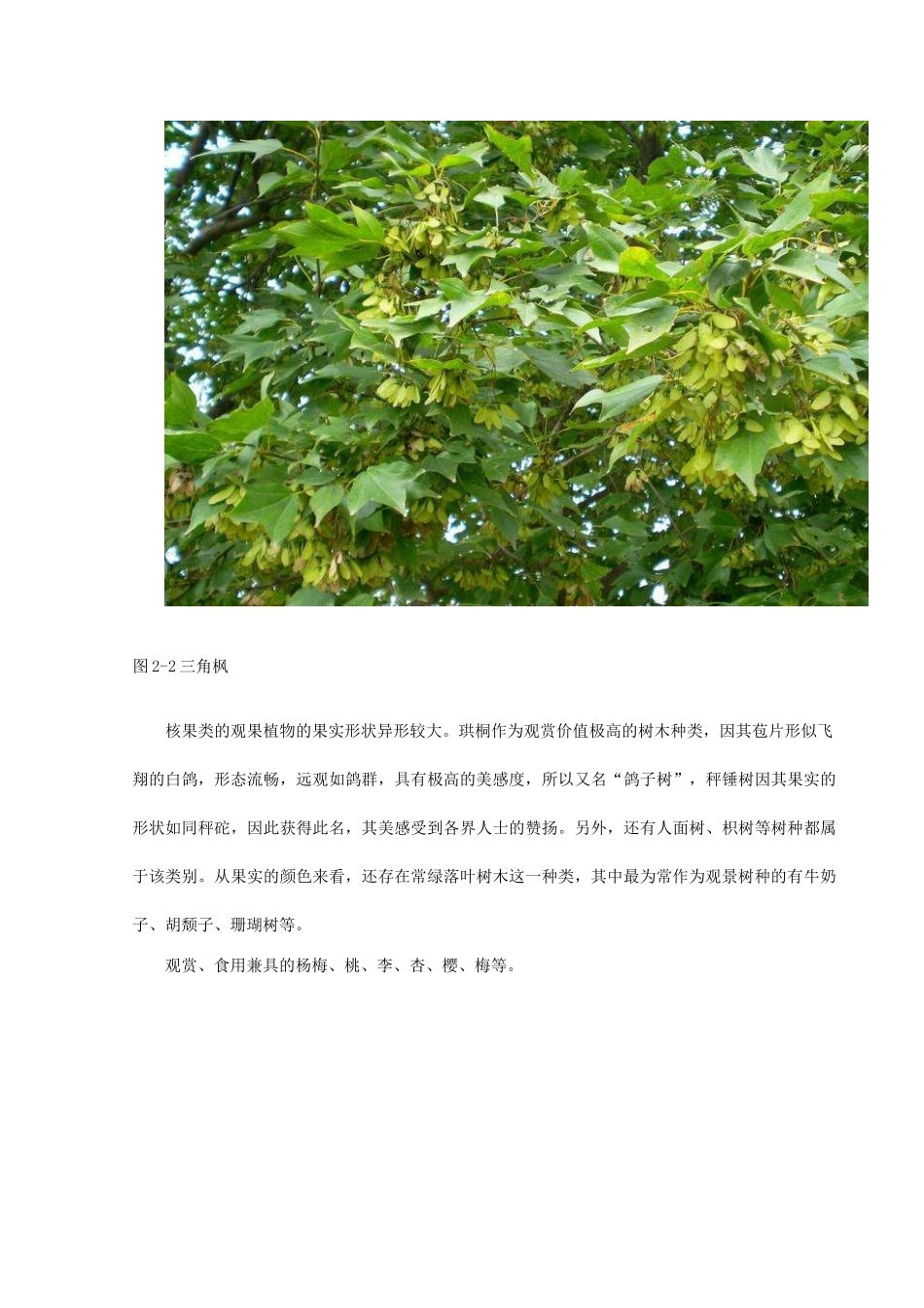 园林观果植物的观赏价值及其应用 _第3页