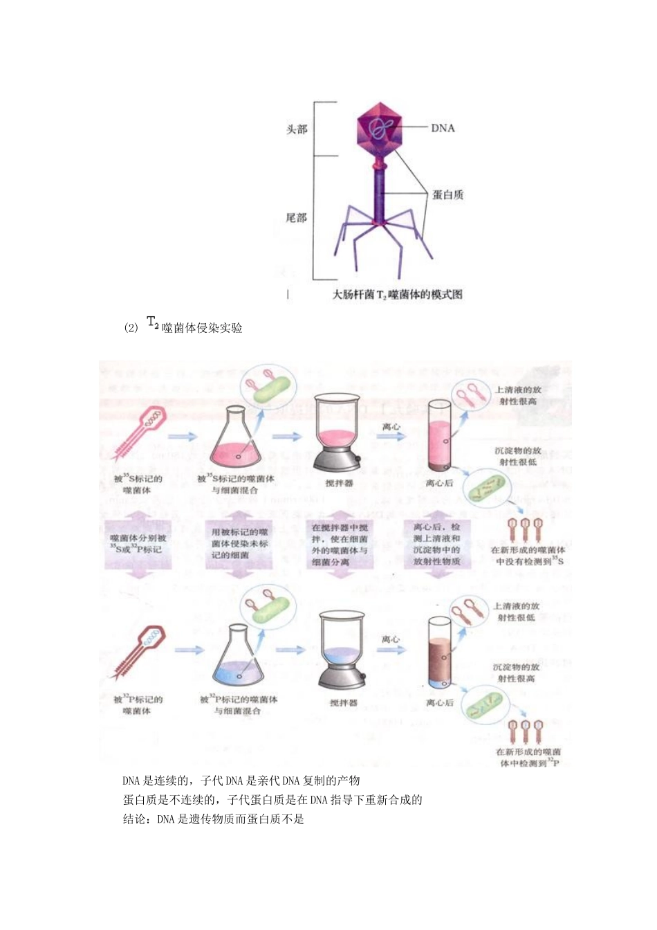 高中生物： 第4章 遗传的分子基础（教案）苏教版必修2_第3页