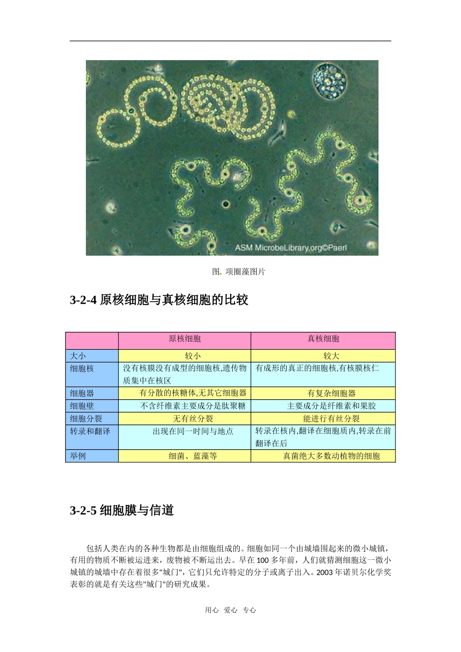 高中生物： 32 细胞的类型和结构（学案）苏教版必修1_第3页