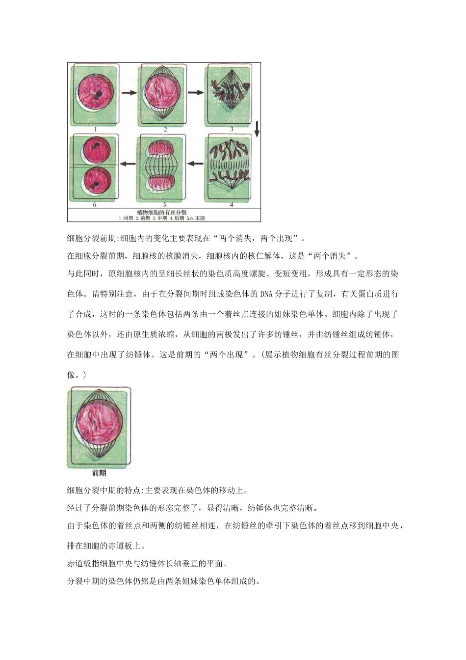 高中生物《细胞的增殖》教案3 浙教版必修1_第3页