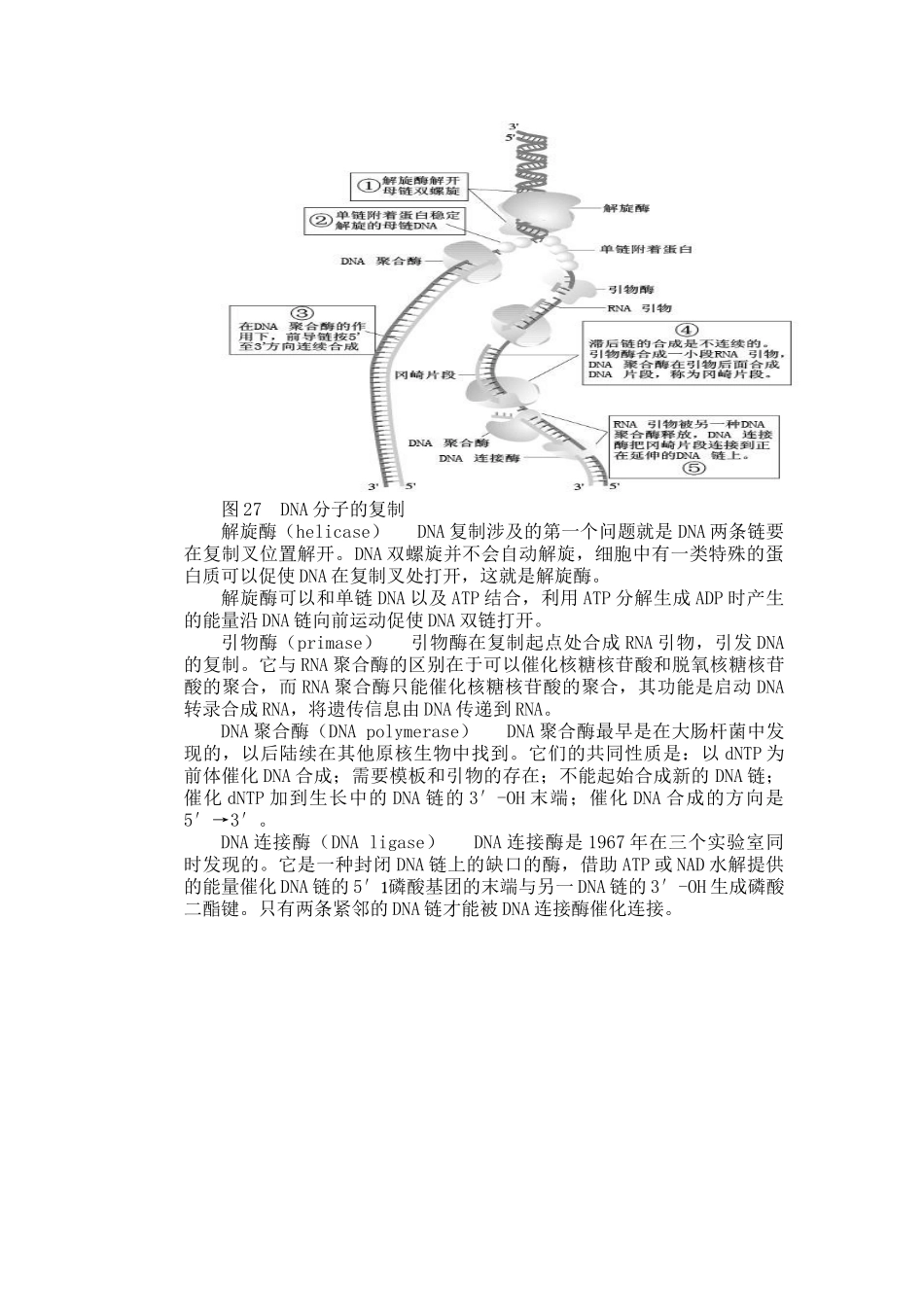 高中生物 第三章 第三节 DNA的复制教案 新人教版必修2_第2页