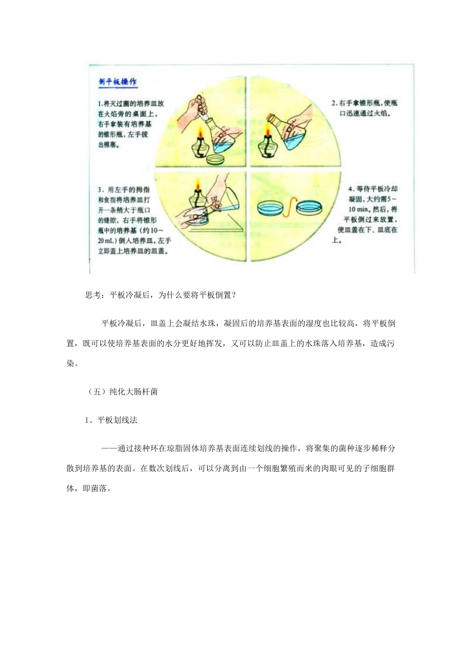 高三生物：1.1《微生物的培养与应用》江苏专用教案（苏教版选修1）_第3页