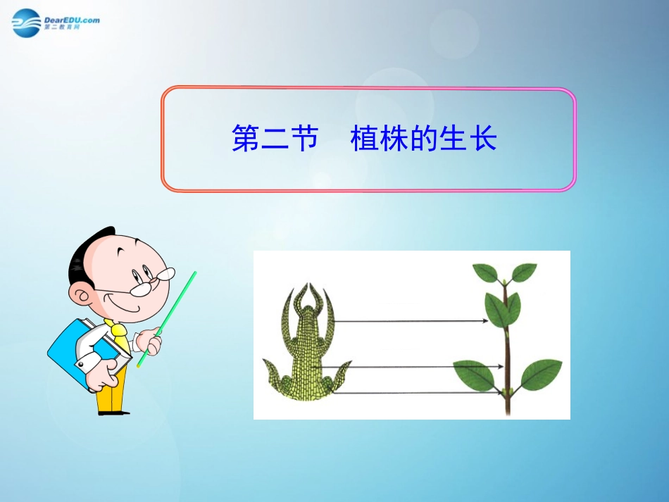 七年级生物上册 3.2.2 植株的生长课件 （新版）新人教版_第2页