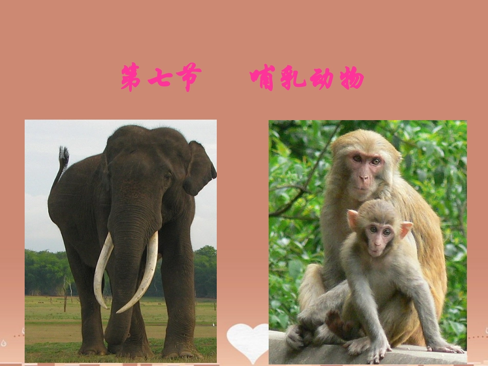 山东省龙口市诸由观镇诸由中学八年级生物上册 1.7 哺乳动物课件 （新版）新人教版_第1页