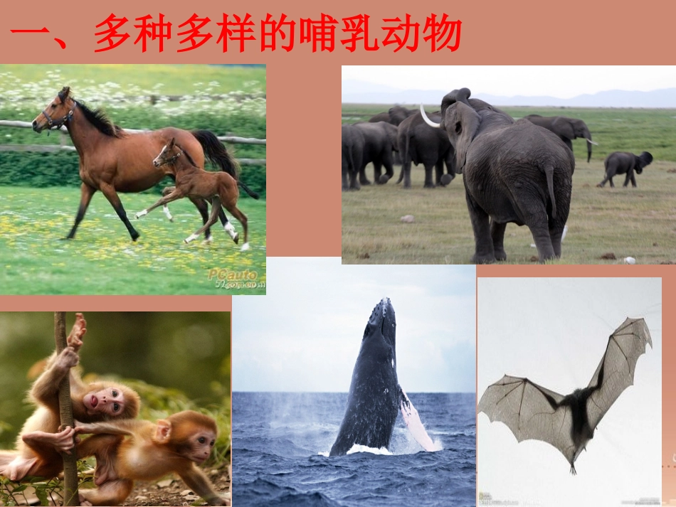 山东省龙口市诸由观镇诸由中学八年级生物上册 1.7 哺乳动物课件 （新版）新人教版_第2页