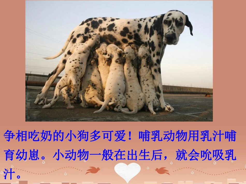 山东省龙口市诸由观镇诸由中学八年级生物上册 1.7 哺乳动物课件 （新版）新人教版_第3页