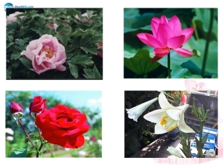 七年级生物下册 第八章 第一节 精卵结合孕育新的生命课件1 （新版）苏教版